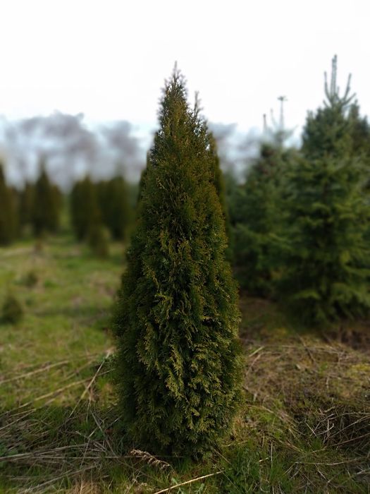 Tuja thuja szmaragdowa, złota. Kopane z gruntu od 50cm do 250cm