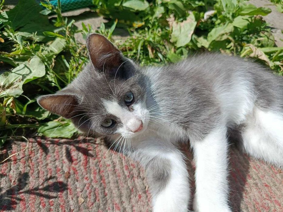 Котята-отдам. Котенок 2,5 мес от мамы-мышеловки.
