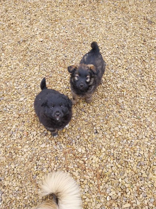 Oddam za darmo szczeniaki w dobre ręce.