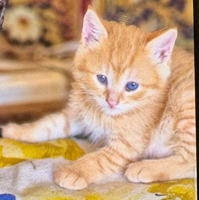 Подарю красивую персиковую кошечку