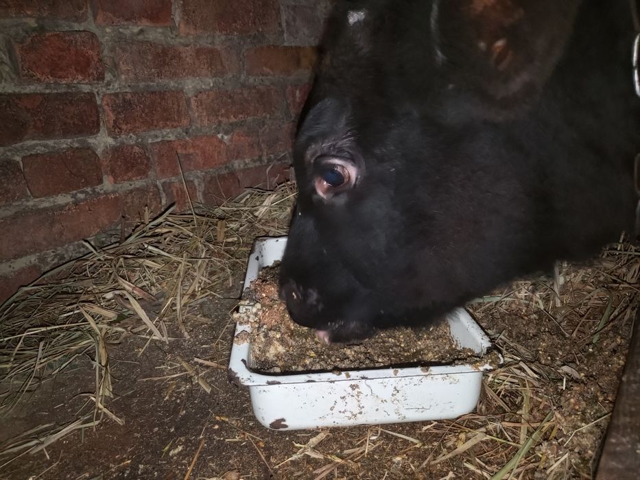 Продам теля тьолочку