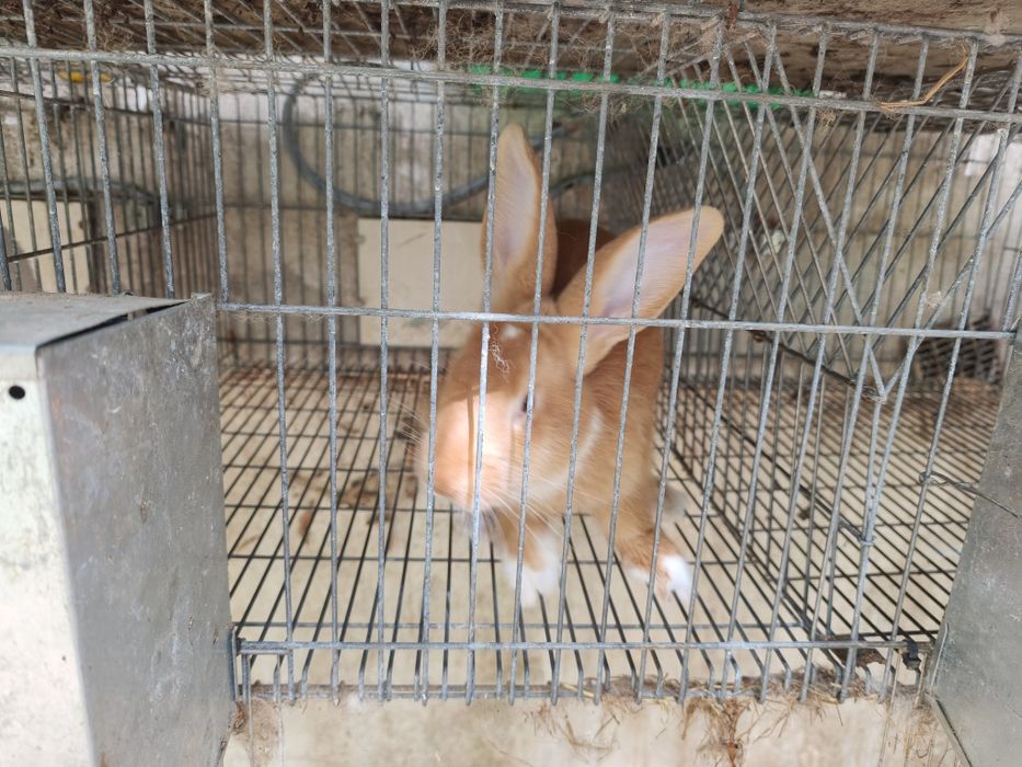 Vendo coelhos novos