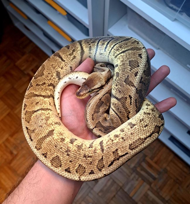 Wąż samiec ghi pastel pinstripe 66% het. Pied