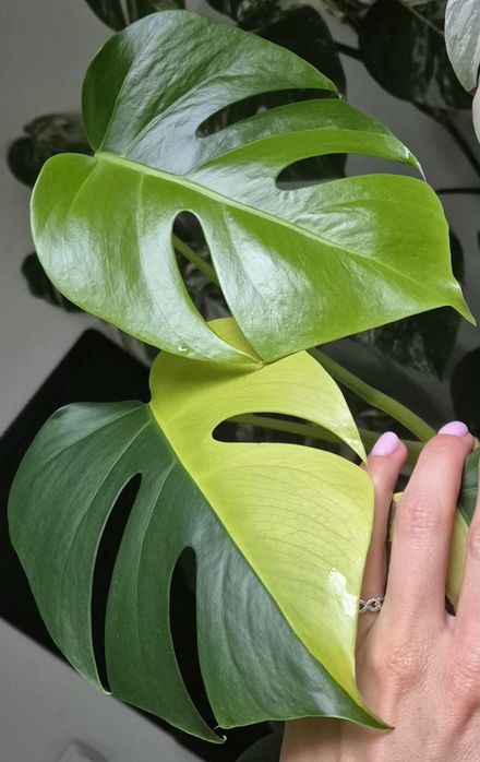 Monstera marmorata