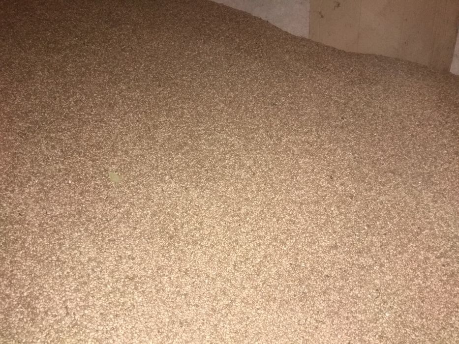 Пшениця Зерно .                .