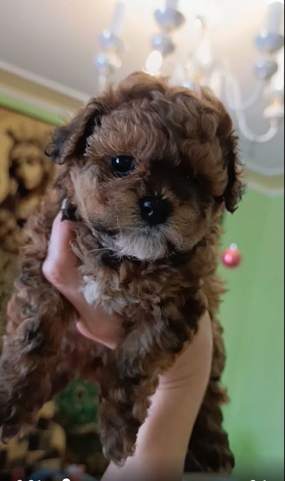 Мальтіпу руденькі Маленькі зірочки!