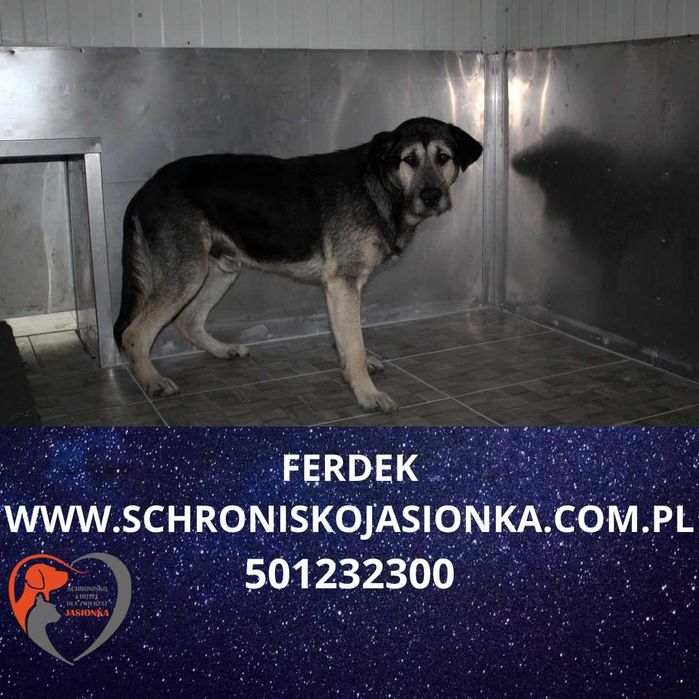 Ferdek do adopcji – Schronisko Jasionka