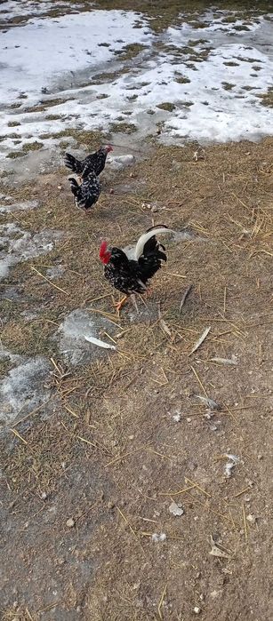 Kury liliputki liliputy koguty