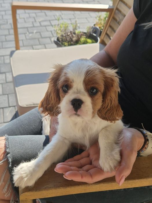 suczka Cavalier King Charles Spaniel ZKwP