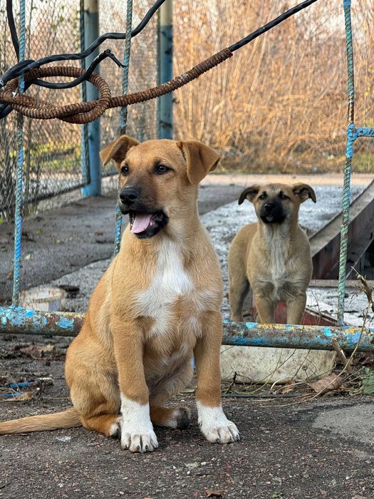 Шукаємо родини для цуциків