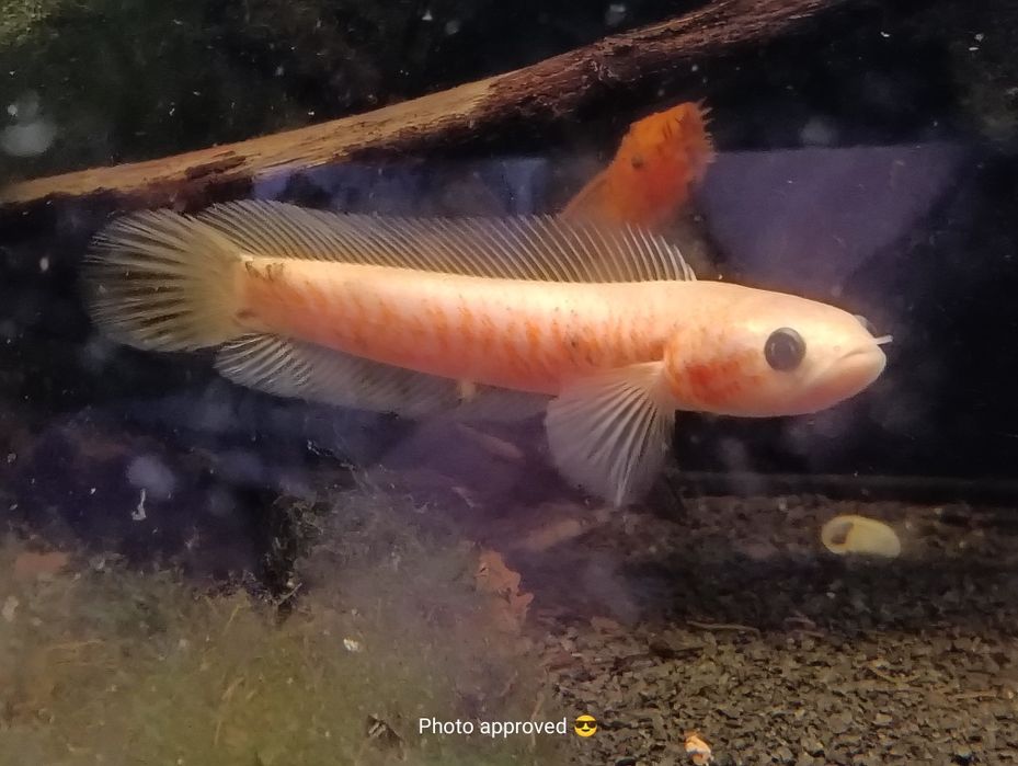Channa asiatica xanthic