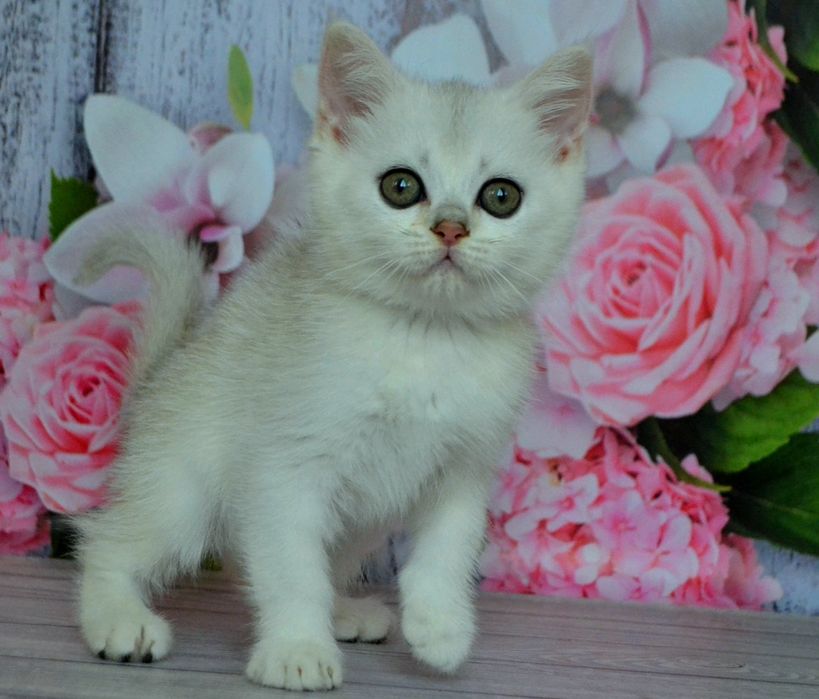 Чистокровний  британские шиншилла