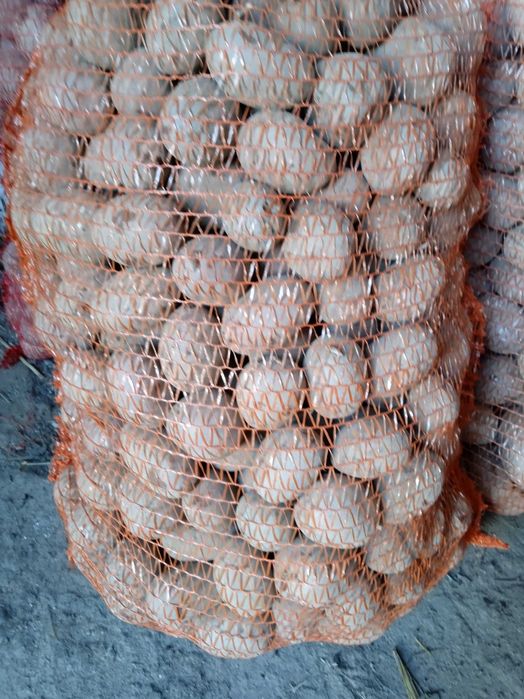 Marabel, Jurek, Red Sonia 35-55