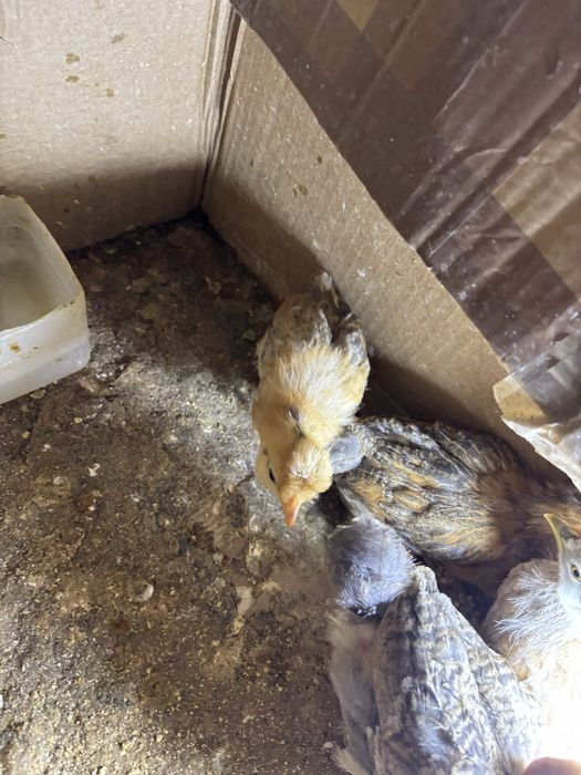 Vendo pitinhos garnize e sedosa bom preco