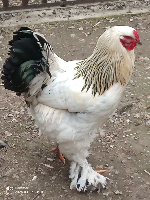 Brahma olbrzymia koguty