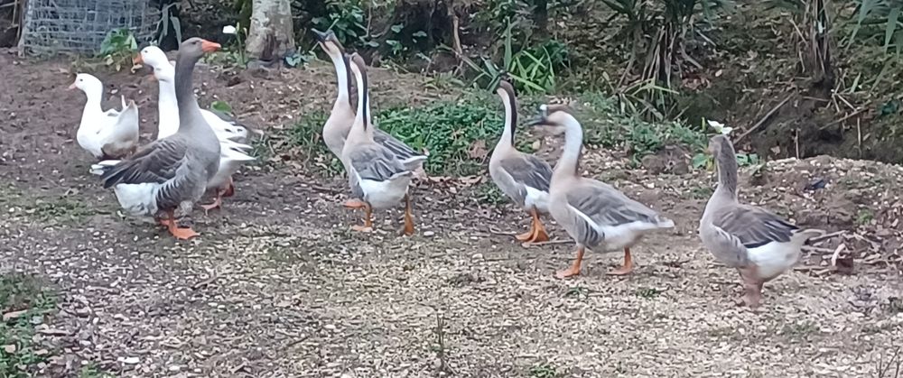 Gansos Guiné  e normais