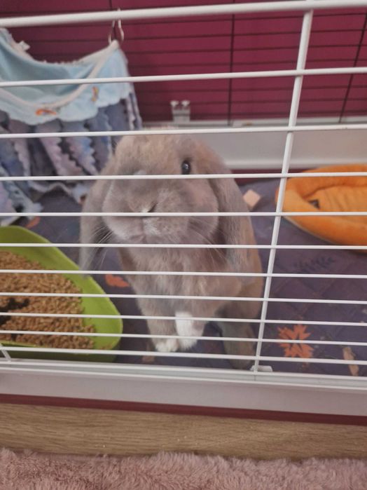 Królik mini lop z akcesoriami