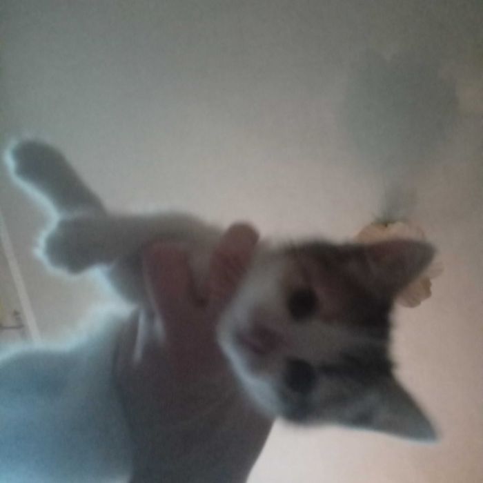 Славянск, отдаю котят в добрые руки