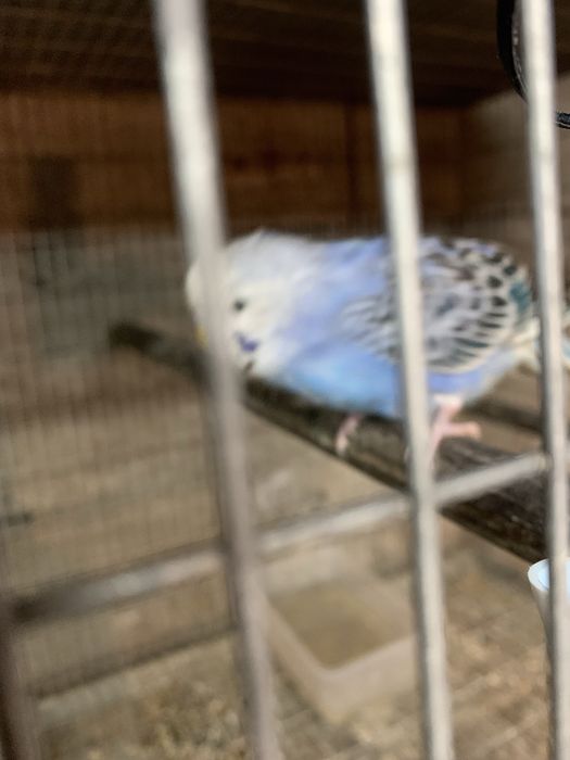 Varios periquitos disponiveis