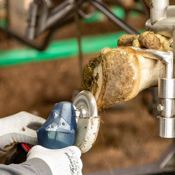 Tarcza do korekcji racic Profi, 6 wymiennych ostrzy, śr. 120 mm