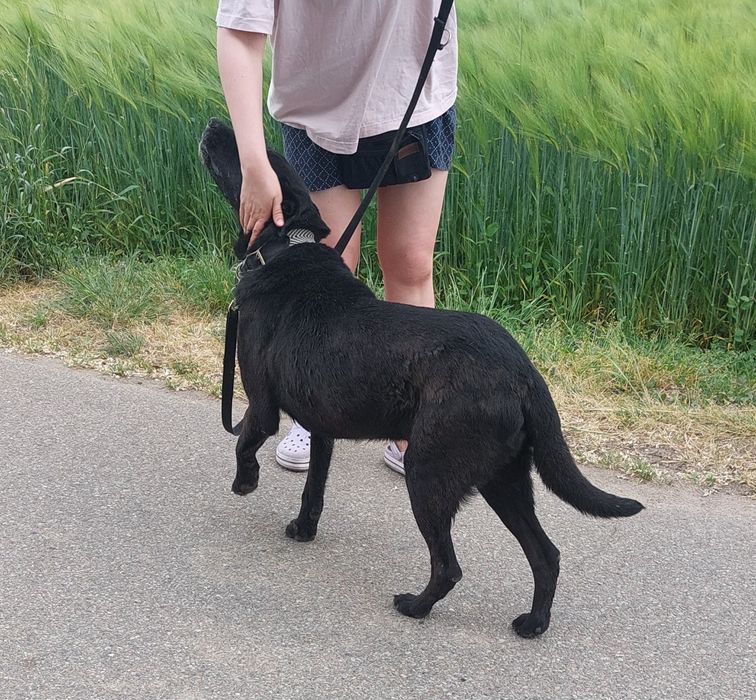 Starszy psiak Rodos szuka domu stałego lub tymczasowego