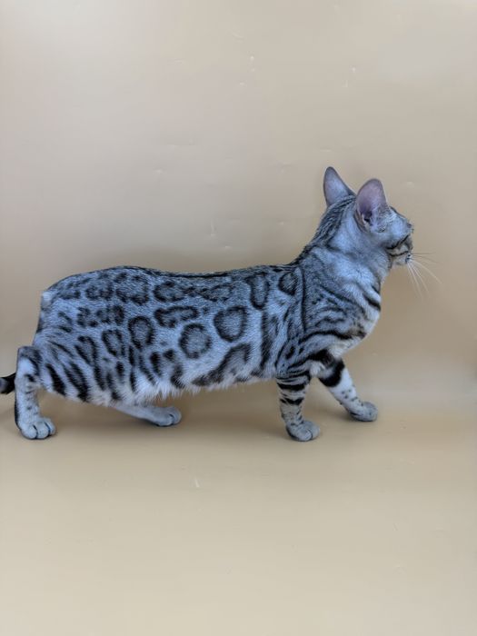 Девочка в серебряном окрасе