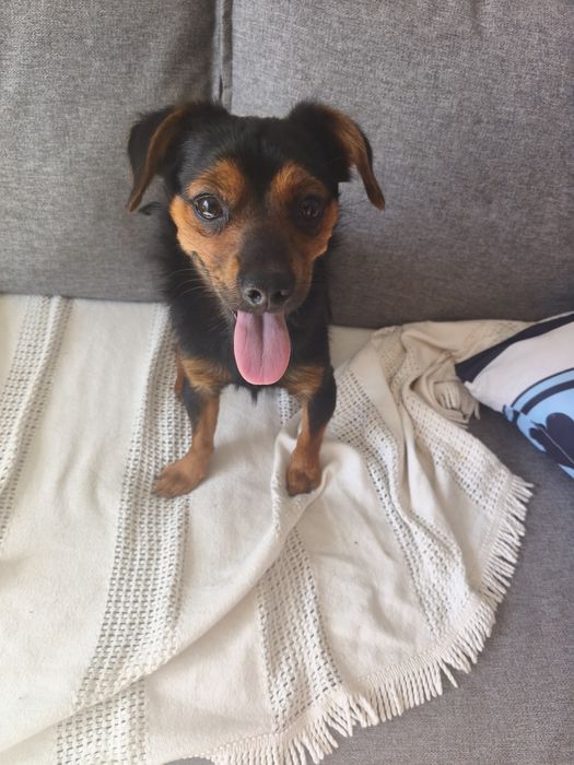 Doação cachorro pequeno