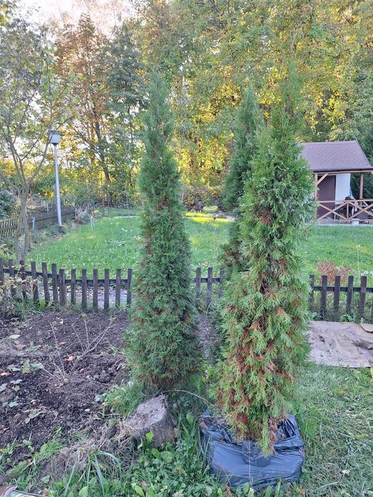 za darmo trzy tuje