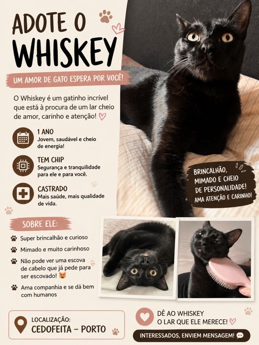 Oiii sou o whiskey e to procurando um lar…