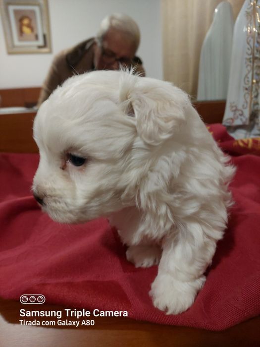 Lindo cachorrinho bixom maltes branquinho