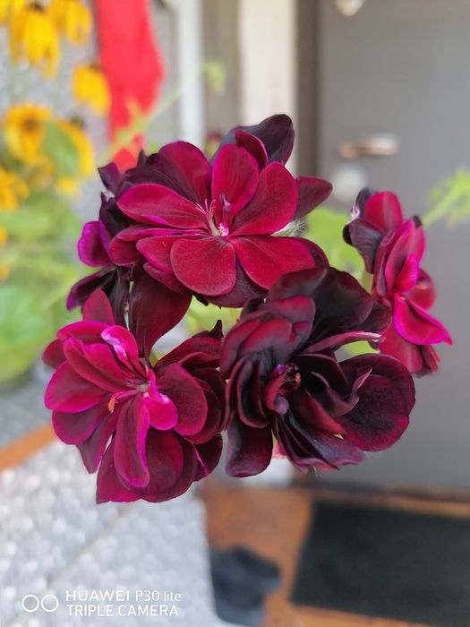 Пеларгонія Tommy