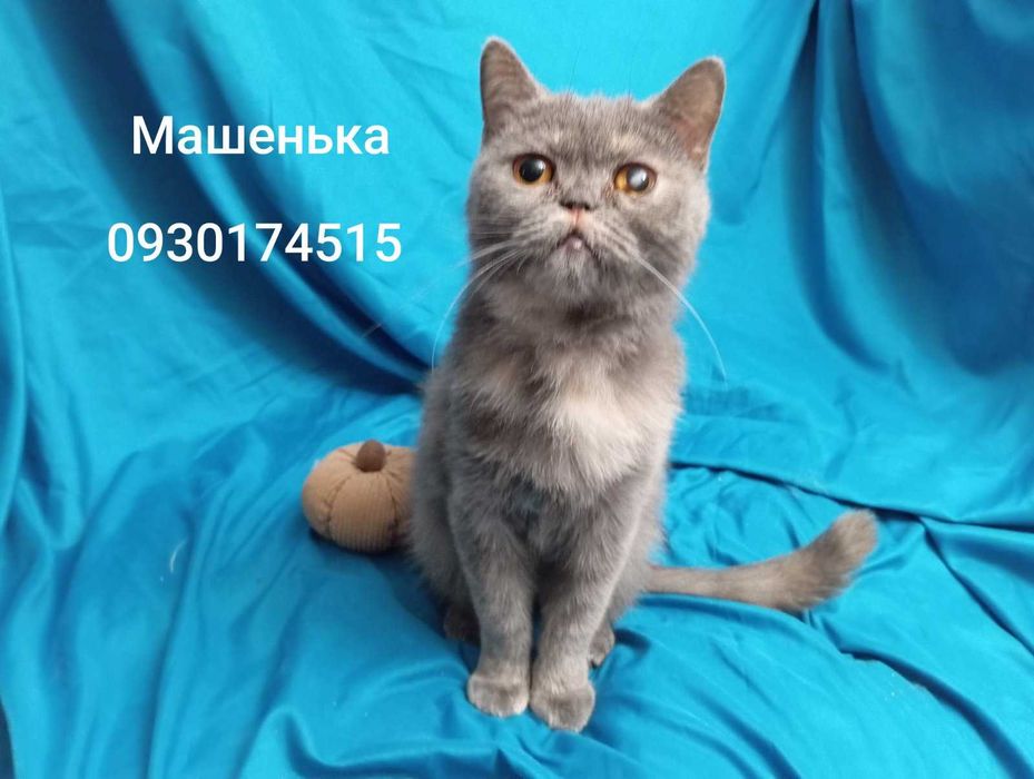 Машенька ищет дом и надежную семью!