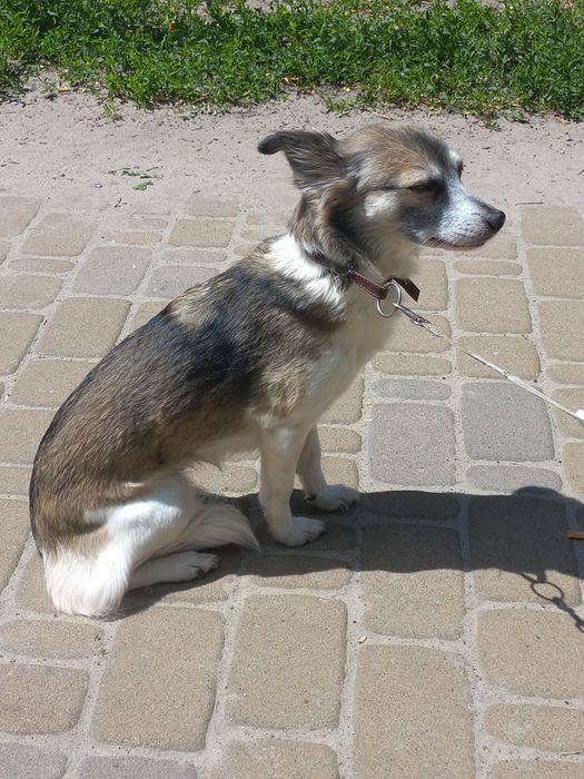 Маленька собачка дівчинка.
