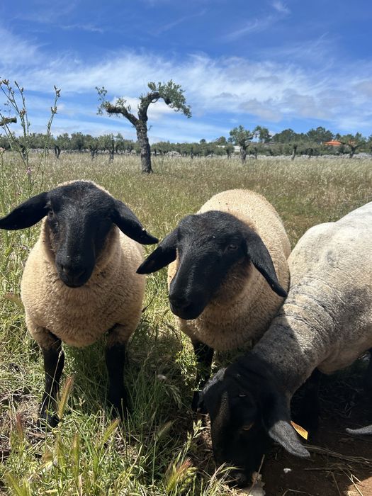 Ovelhas suffolk