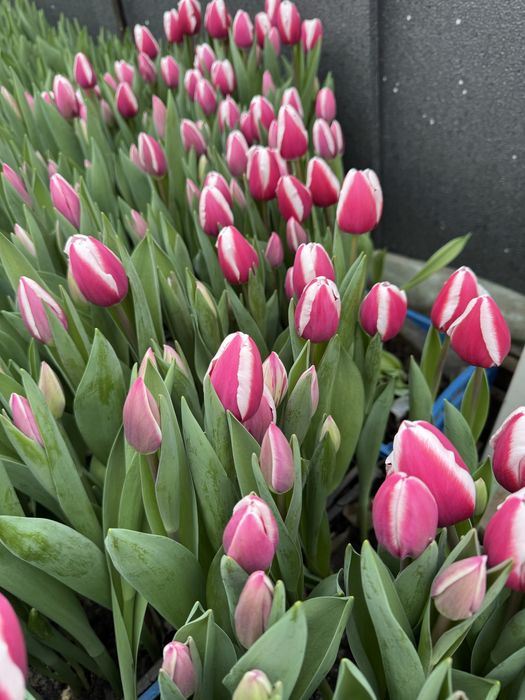 Тюльпан передзамовлення опт гурт 8березня 14 лютого