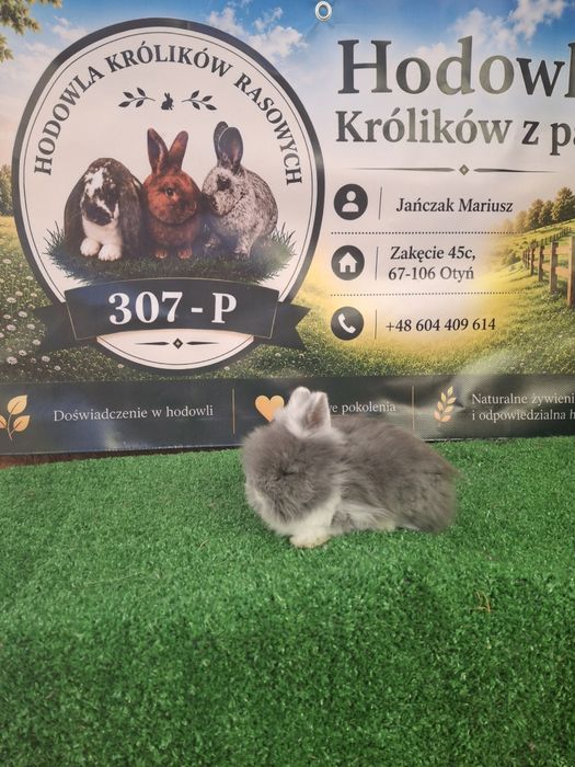 Króliczki miniaturki TEDDY