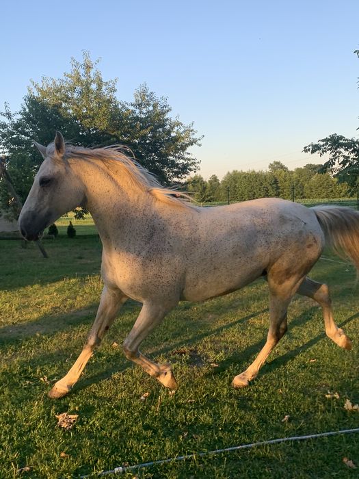 PILNIE Sprzedam/zamienie siwa klacz na konia do lekkiej jazdy