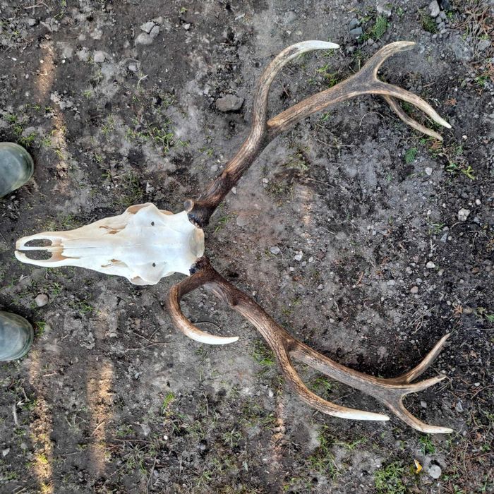 Sprzedam poroże jelenia