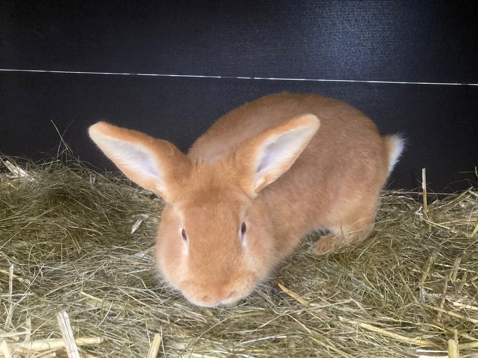 Królik Król Nowozeleancki  Samiec