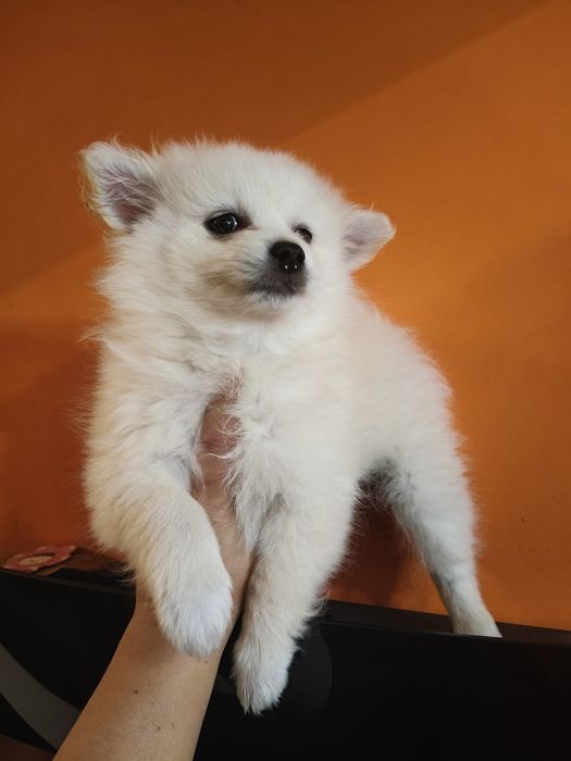 Spitz alemão menina