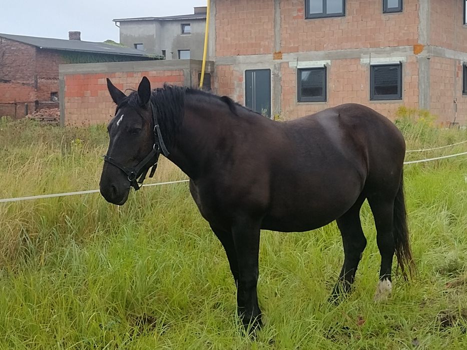 Klacz zrebna z licencją