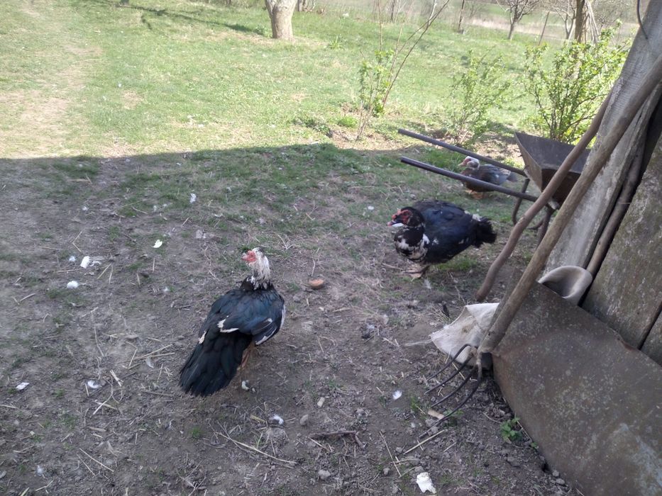 Продам мускусні качки та каченята