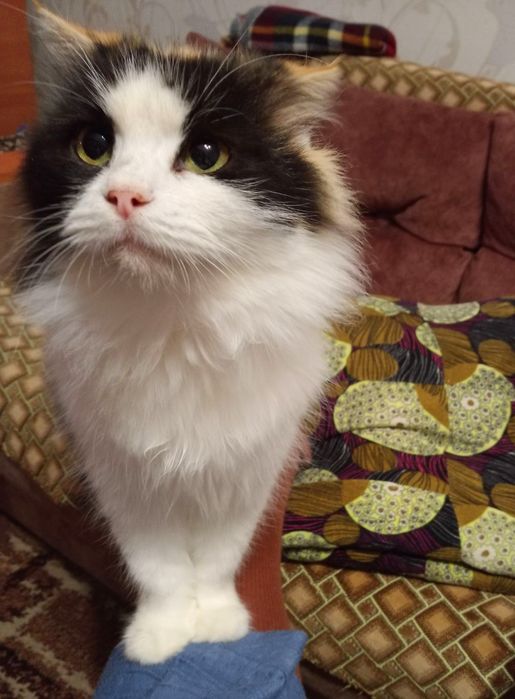 Пушистая стерилизованная трёхцветная кошка (2 года) ищет дом! Отдам