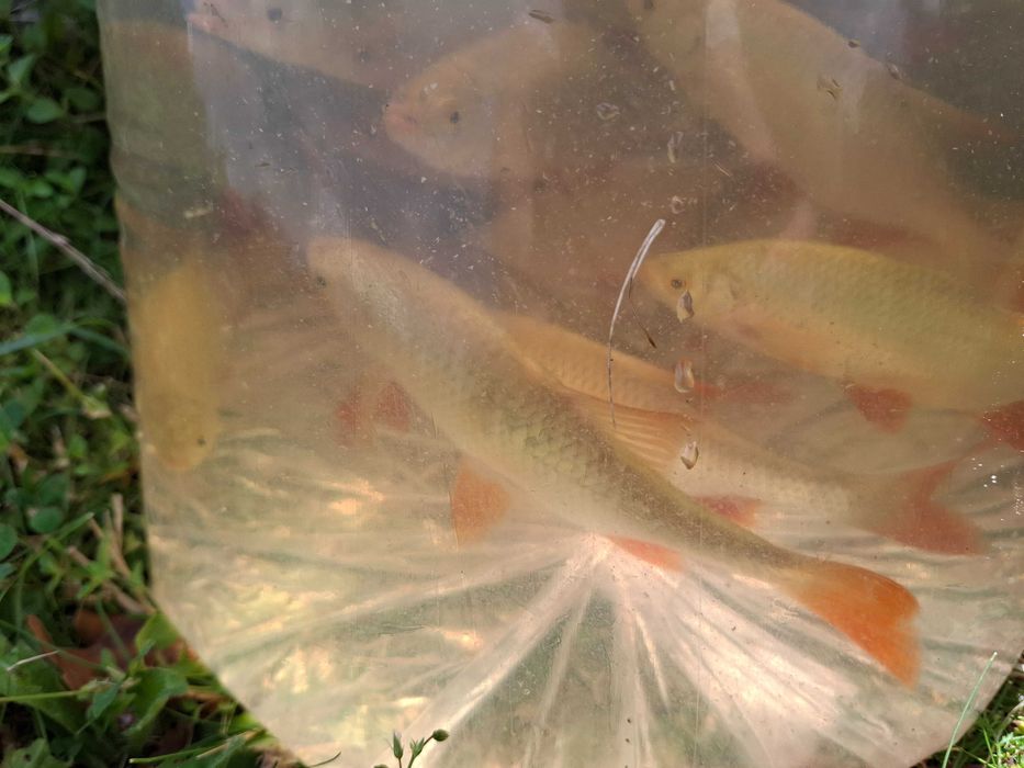 Wzgręga ( krasnopióra)