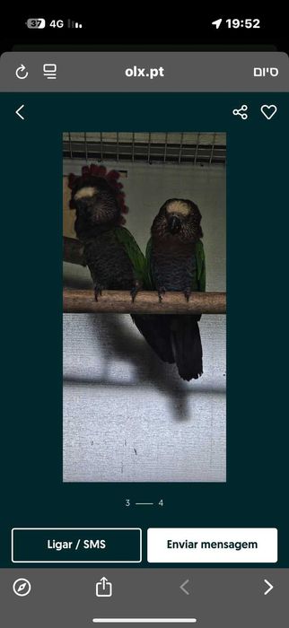aves para venda