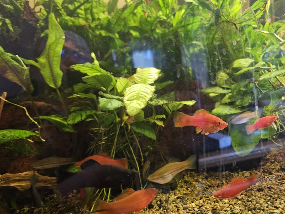 Mieczyki czerwone i zielone