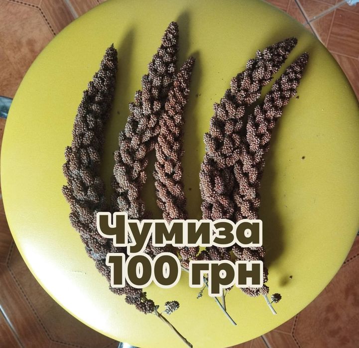 Чумиза для папуг канарейок