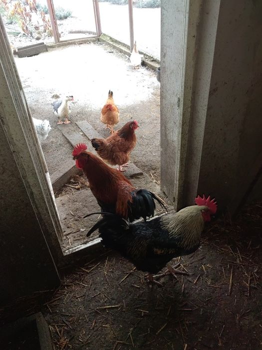 Koguty sprzedam Duży wybór