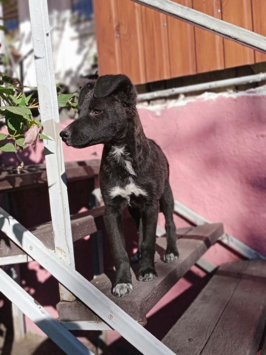 Мальчик ищет дом.