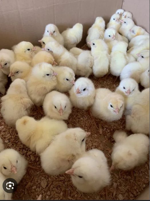 Леггорн Курчата Циплята